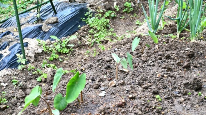 家庭菜園日誌 エビイモ苗の植付け
