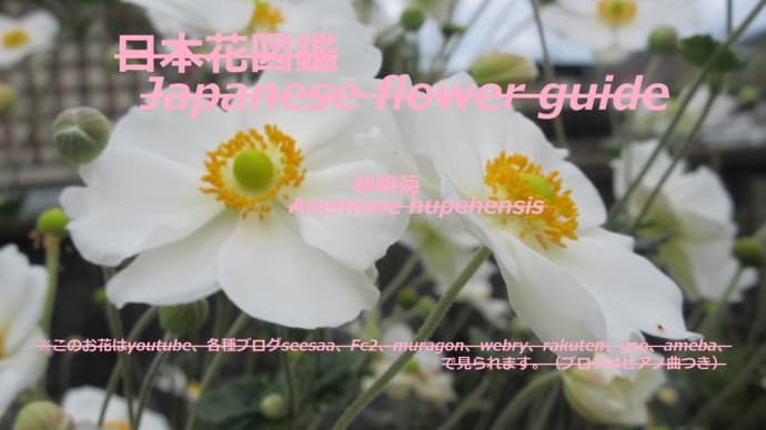 白いダンシング?!white dancing? !