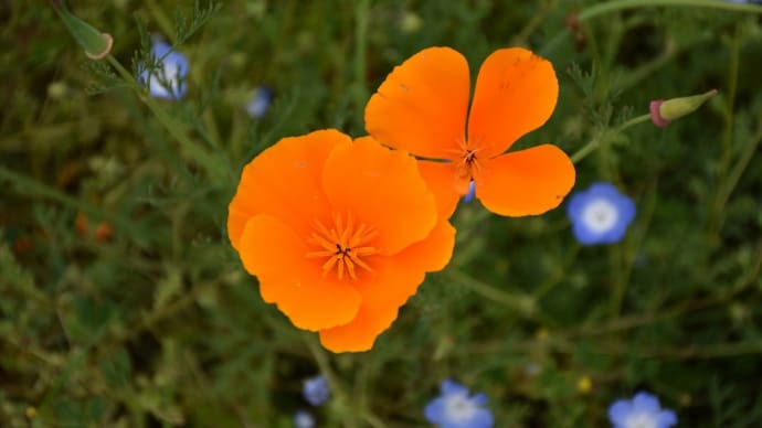 ポピー狩り 神奈川県横須賀市 くりはま花の国(4)カリフォルニアポピーとネモフィラ