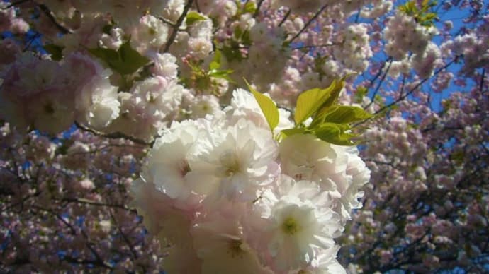 ～　さくら・サクラ・桜　～