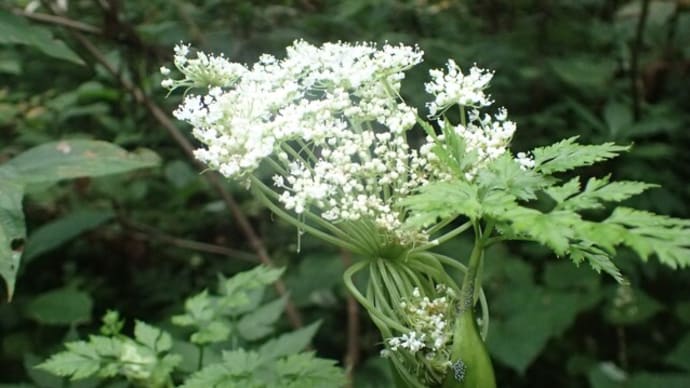 秋の山菜偵察