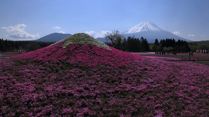 ●過去の人気記事より 山梨県 本栖湖エリアの富士芝桜と富士山