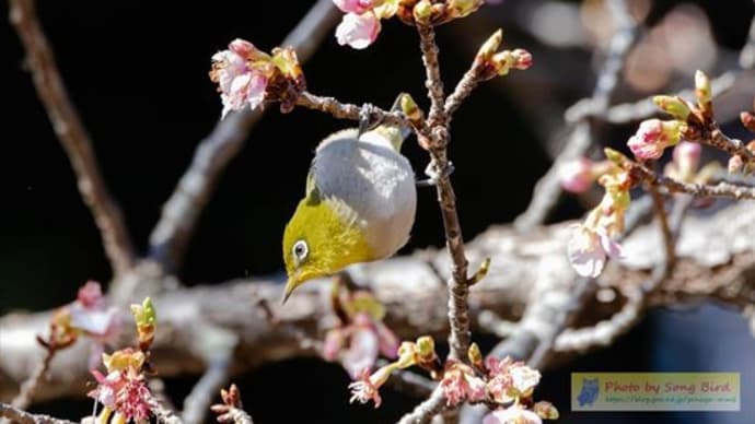 河津桜とメジロの撮り損ない!