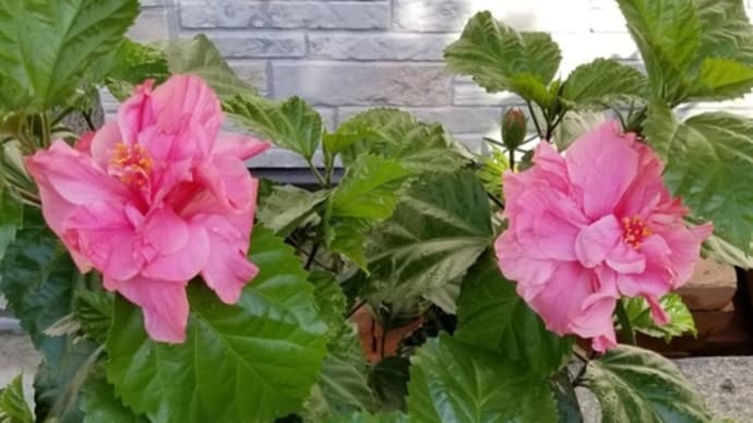 八重のピンクのハイビスカスにもやっとこさ花目が