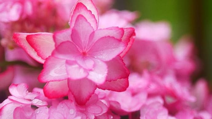 6月の雨に濡れる庭の花
