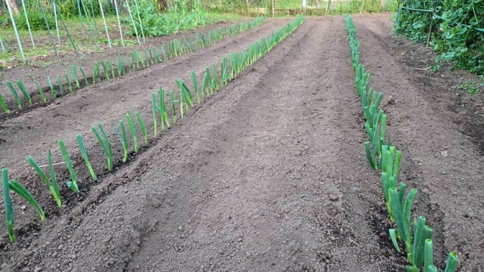 下仁田ネギの植え付け