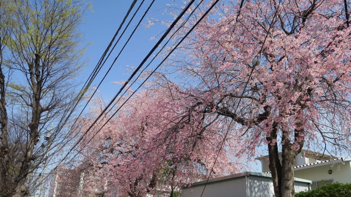 桜を見たくてブラッと街を流す