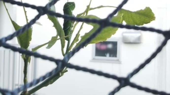 雄々しき虫