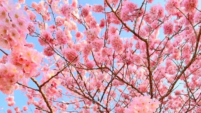 今年も篠窪の春めき桜