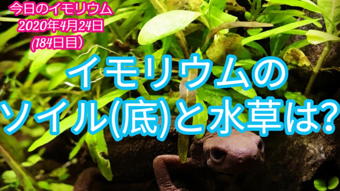 イモリウムのソイルと水草:イモリウムとイモリの飼育方法2020年4月24日