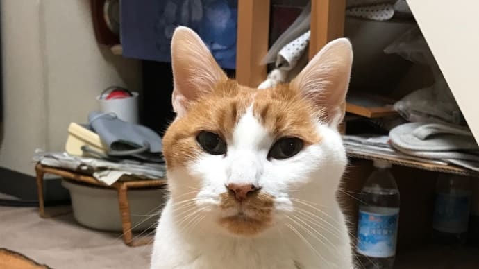 猫のポータブルケージをたたむ その1
