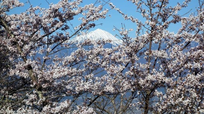 光城山・長峰山 桜の山稜