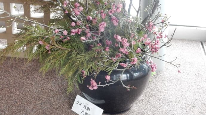 「花の兄(はなのあに)」・・・?