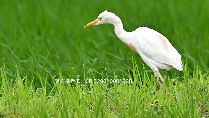 アマサギ