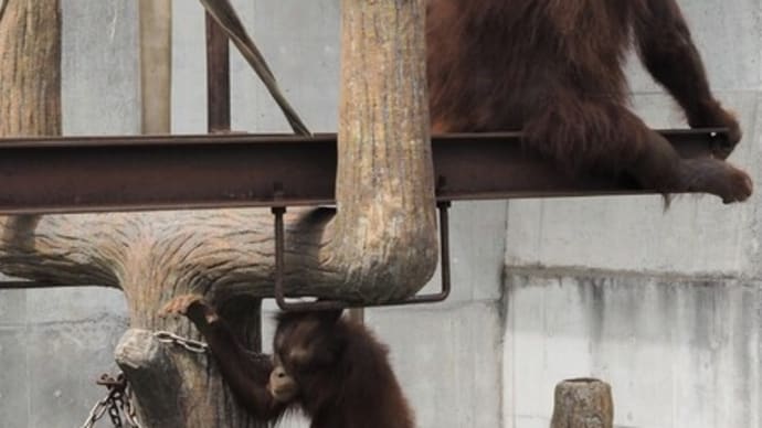 オランウータンのポポちゃん、可愛かったです