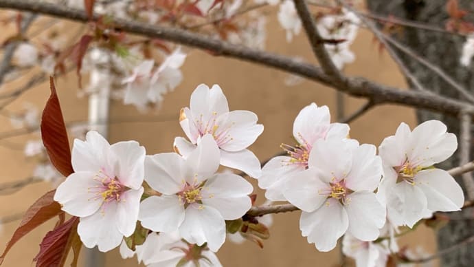 桜散策✨〜喜びの春〜