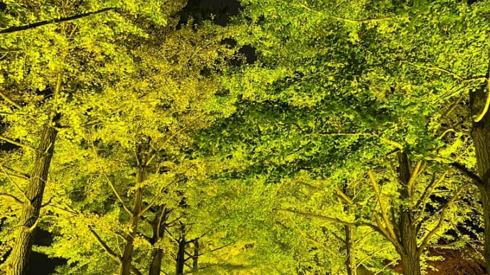 茨城県立歴史館 イチョウ ライトアップ