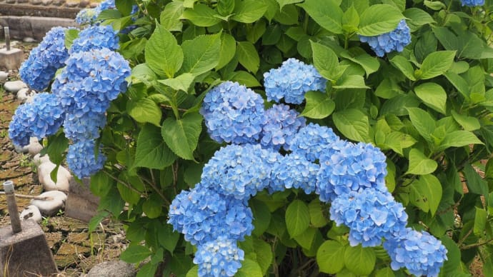 つつじヶ丘公園の紫陽花と睡蓮