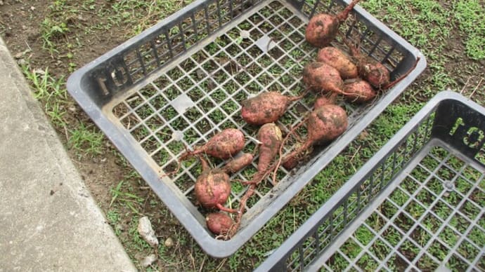今泉農園の最新情報🍠