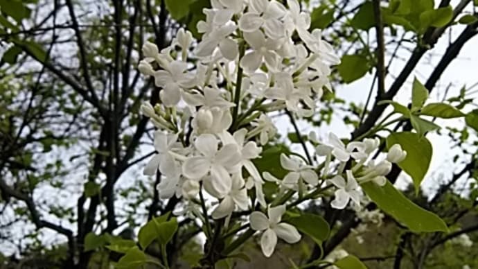 清和月シーズン2 ライラック 蘇芳 アセビ 連翹