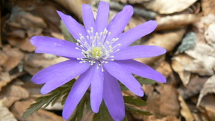 キクザキイチゲ（菊咲一華）/キクザキイチリンソウ（菊咲一輪草）