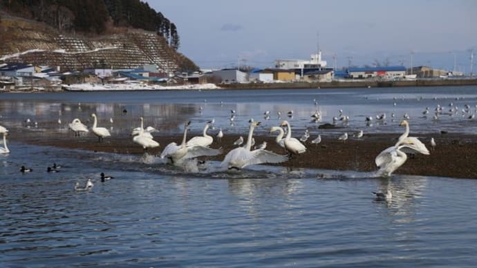 平内町浅所海岸で越冬する野鳥たち
