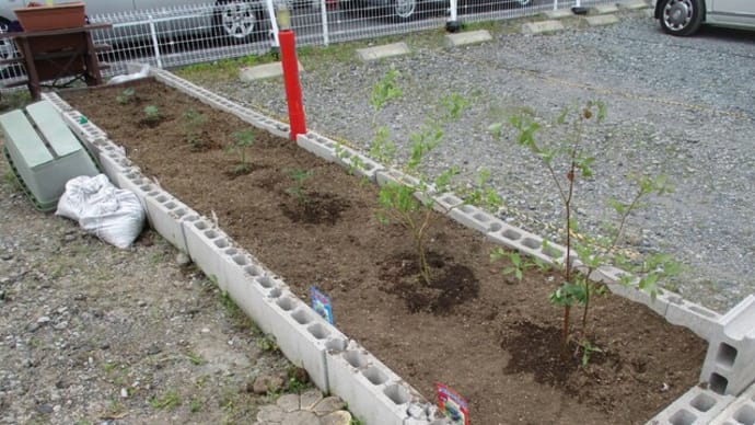 育つのが楽しみ