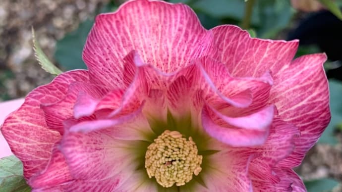 1番花、2番花