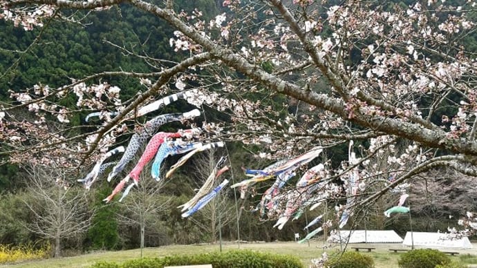 榛原ふれあい広場 桜 と こいのぼり