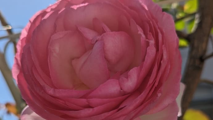 ヴェルナーの「のばら」