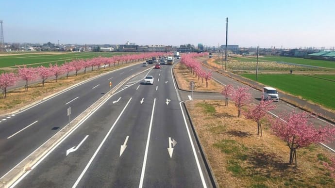 桜三月散歩道2022