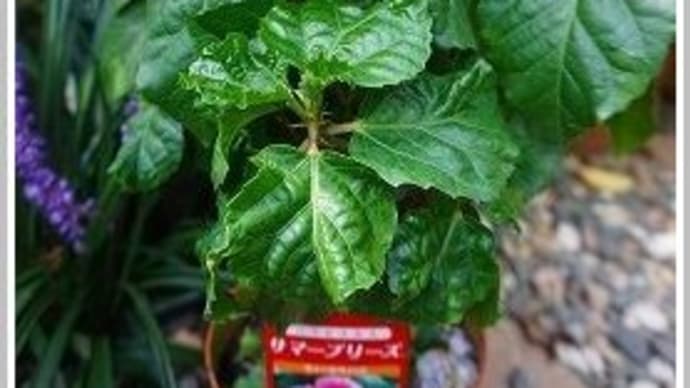 ハイビスカス白花・八重、他3種