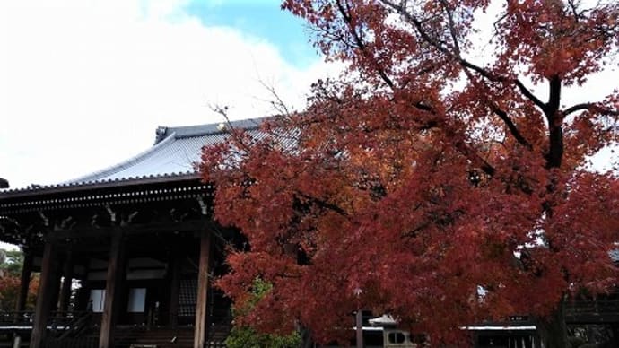 京都 妙顕寺 の紅葉 '21