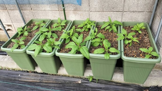 菊芋が全株発芽しました