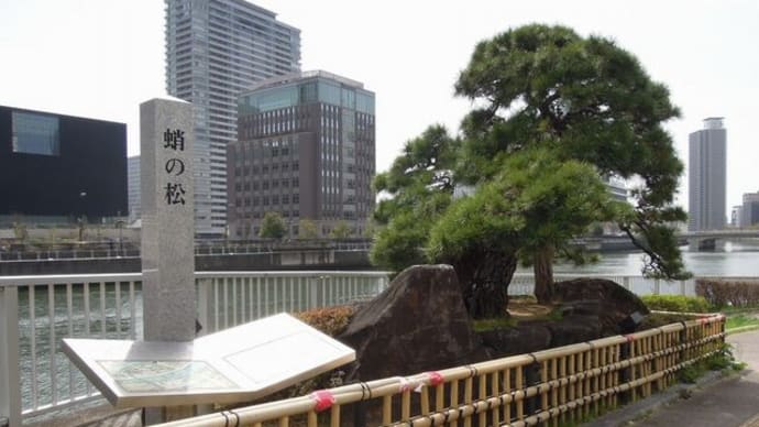 大阪中之島美術館に向かう道に「蛸の松」　3月17日（木）