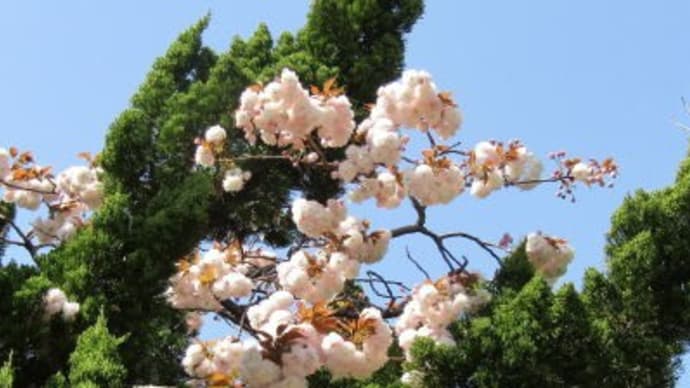 桜の追っかけは八重桜で終わりです
