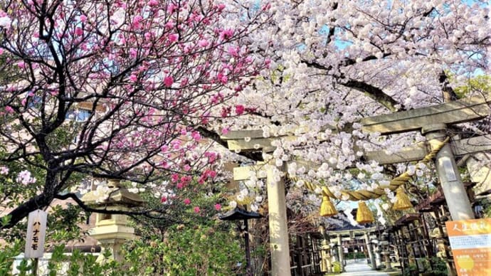 金沢市も桜の見ごろピークとなってます！