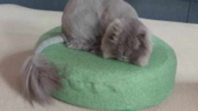 いつもこんな感じ 。