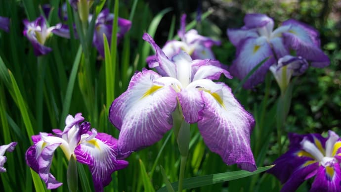 しょうぶの花