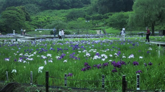 横須賀しょうぶ園～花しょうぶ祭