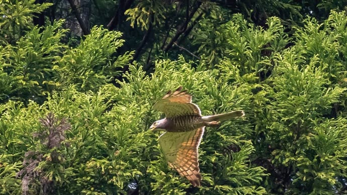 探鳥日和「三鷹。。。サシバ、ハイタカ、ミサゴ + 月に川鵜」