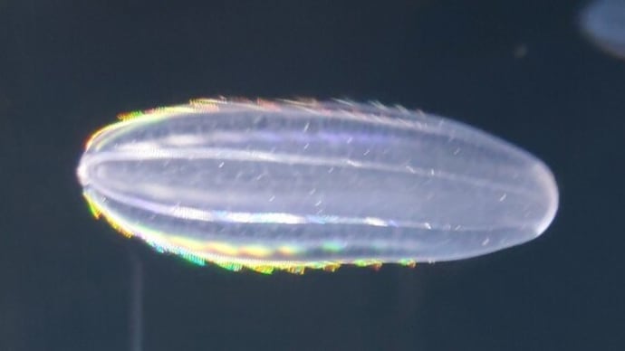 ウリクラゲと仲間たち