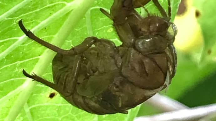 庭に蝉の抜け殻が