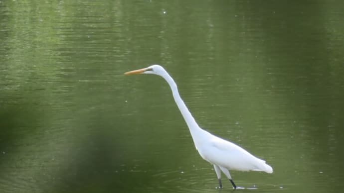 チュウサギ? 荒池(名古屋市)