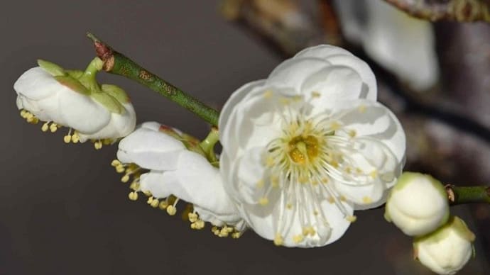 鉢植えの花梅 a 「玉牡丹」(1)