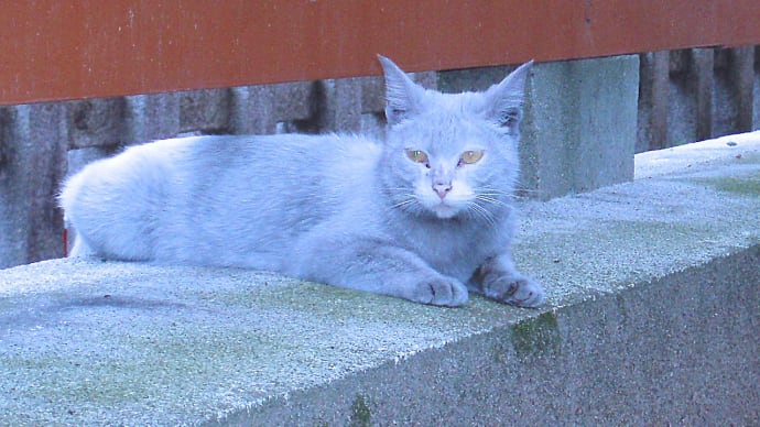 光と影~東寺で生きていた猫たち 捨てられたグレーの猫