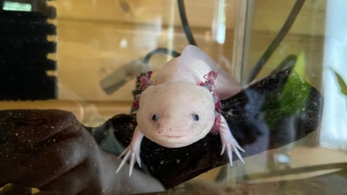 こちらも