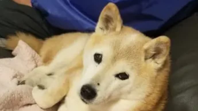 クリンへの想いは尽きなくて・・・87