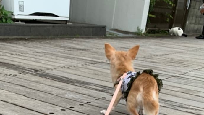 こととねこ。