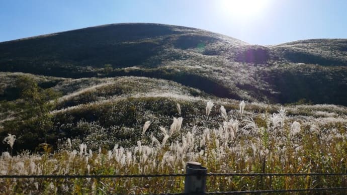 秋吉台*ススキの穂揺れる晩秋のカルスト台地